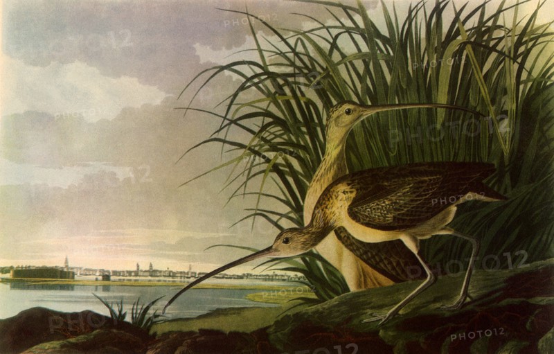 Long-Billed Curlews