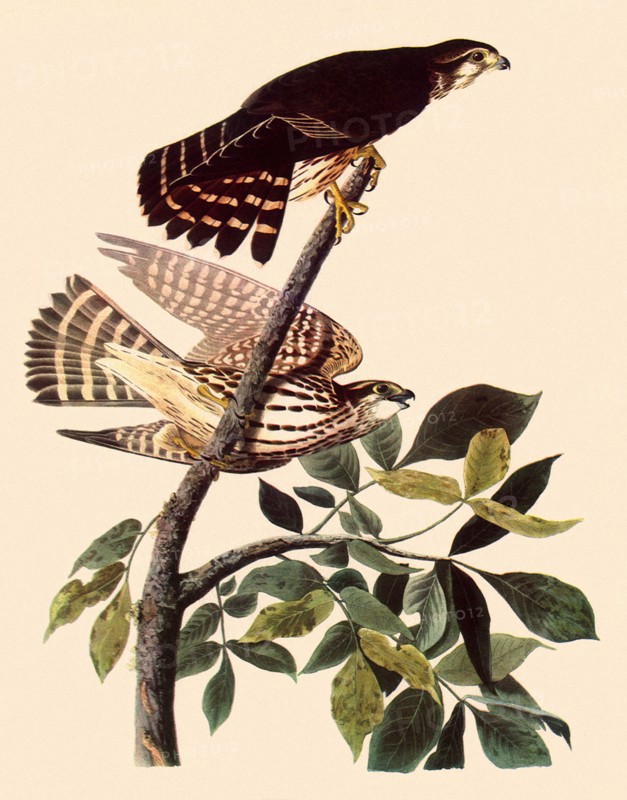 Cedar Waxwings