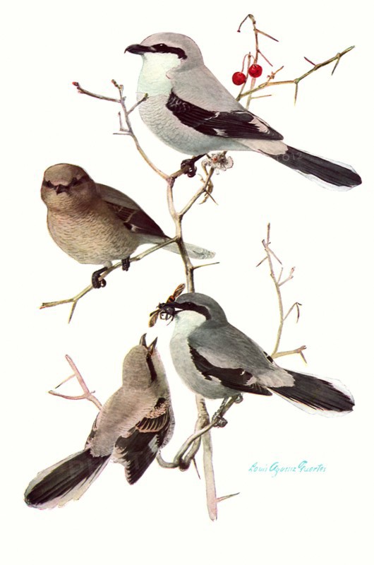 Shrikes