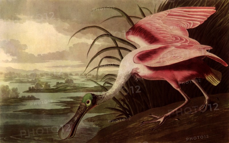Roseate Spoonbill