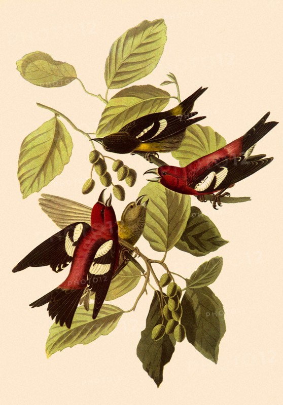 White-Winged Crossbills