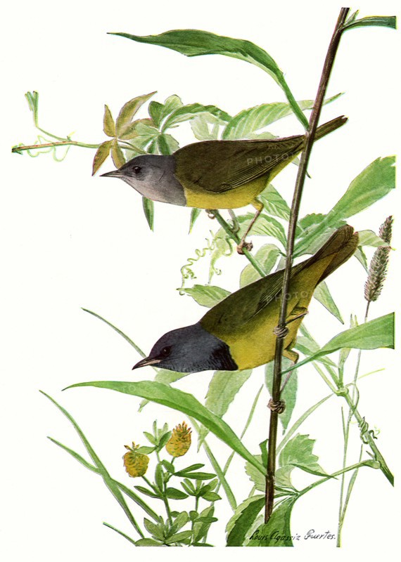 Mourning Warblers
