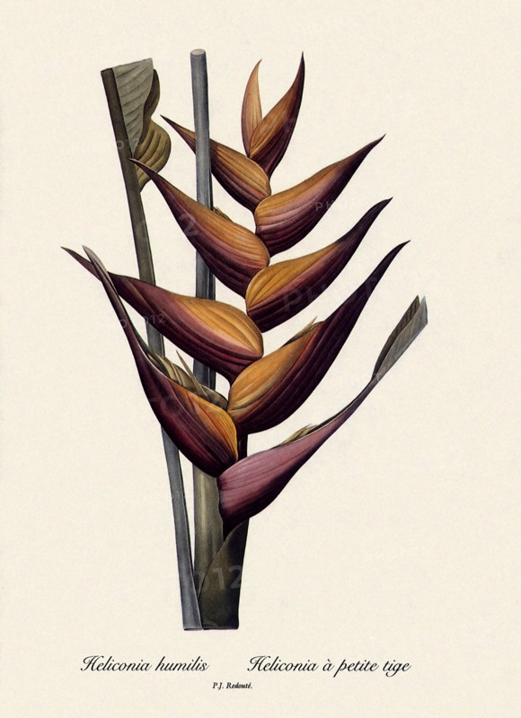 Heliconia humilis, Heliconia à petite tige