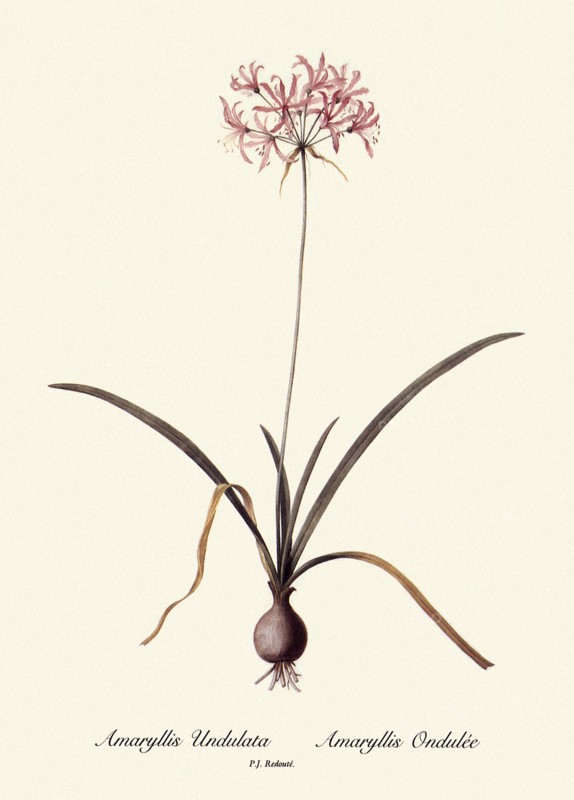 Amaryllis Undulata, Amaryllis Ondulée