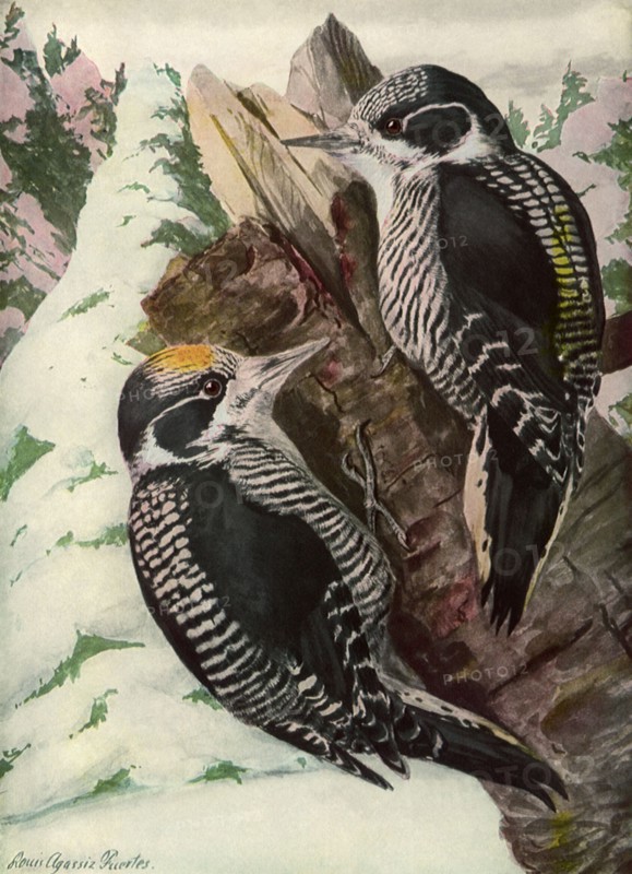 American Woodpecker