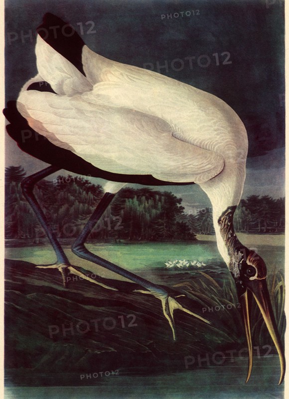Wood Ibis