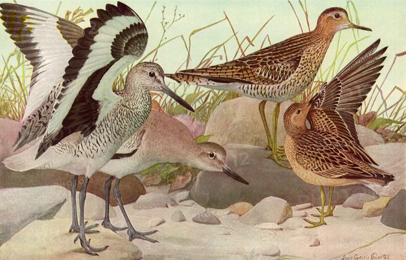Seaside Birds