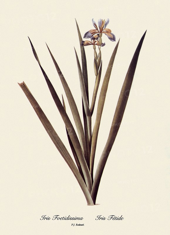 Iris Foetidissima, Iris Fétide