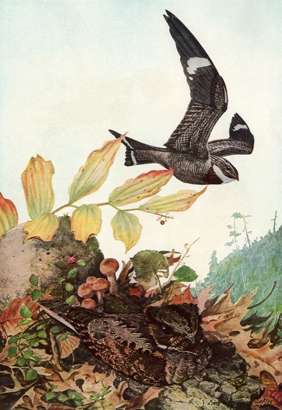 Hawk and Whippoorwill.