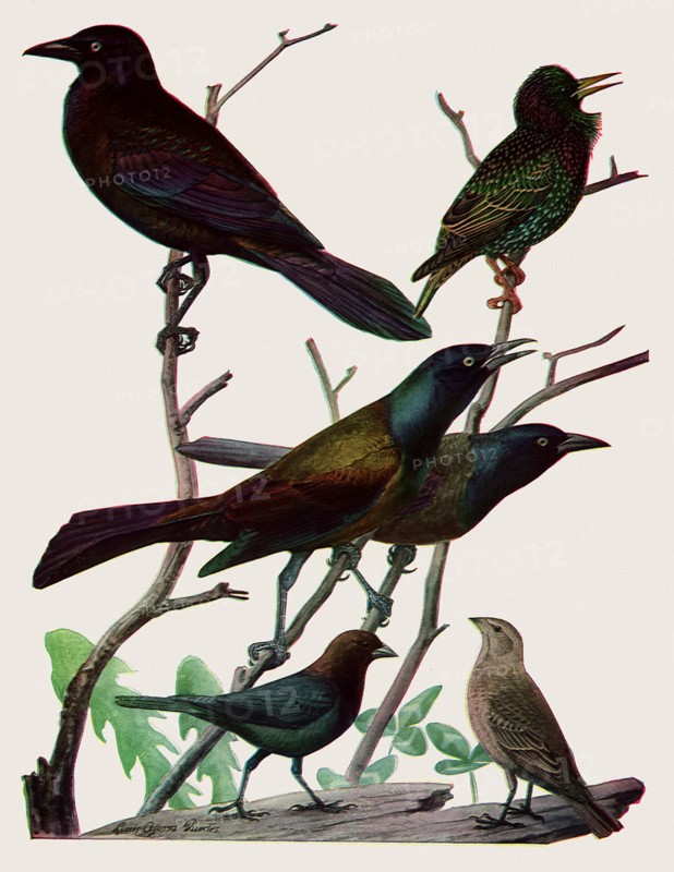 Iridescent Birds
