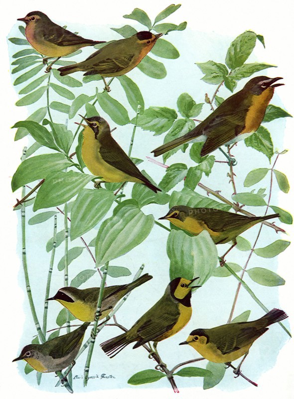 Birds, Leaves, Reeds
