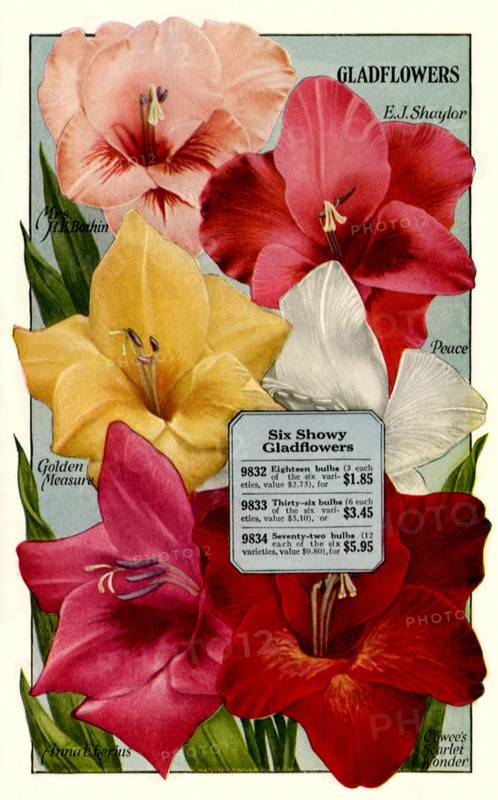 Six Gladflowers