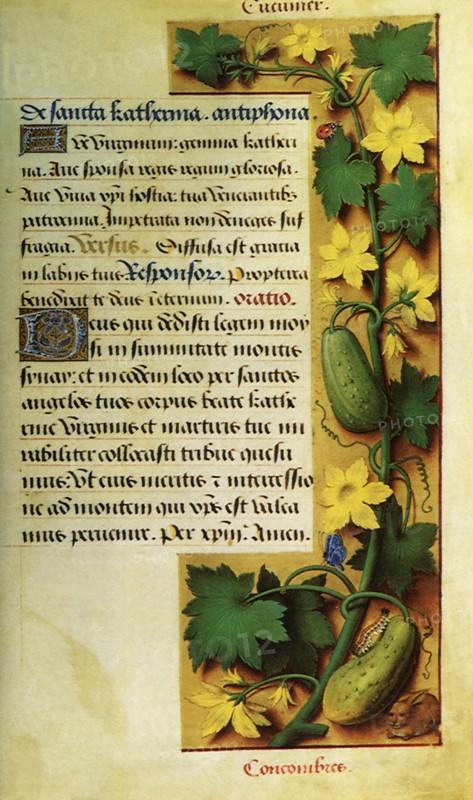 Cucumber Vine