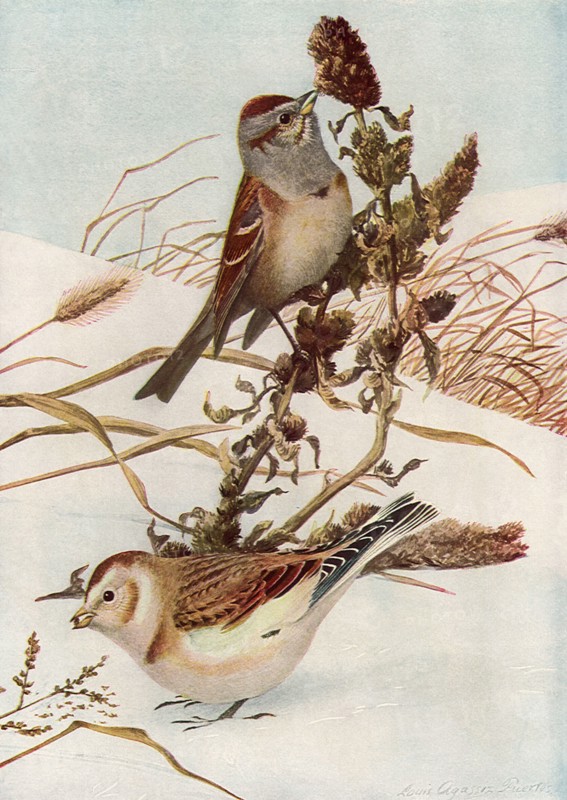 Sparrow and Bunting