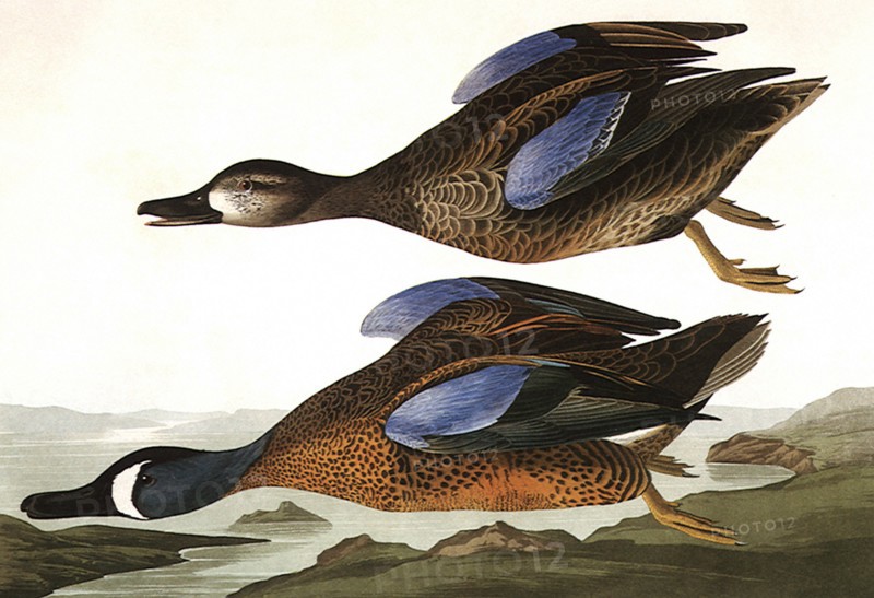 Blue-Winged Teals