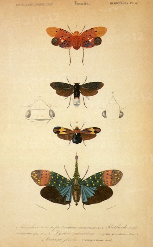 Bugs