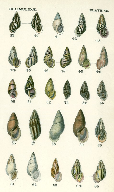 Bulimidae Mollusks