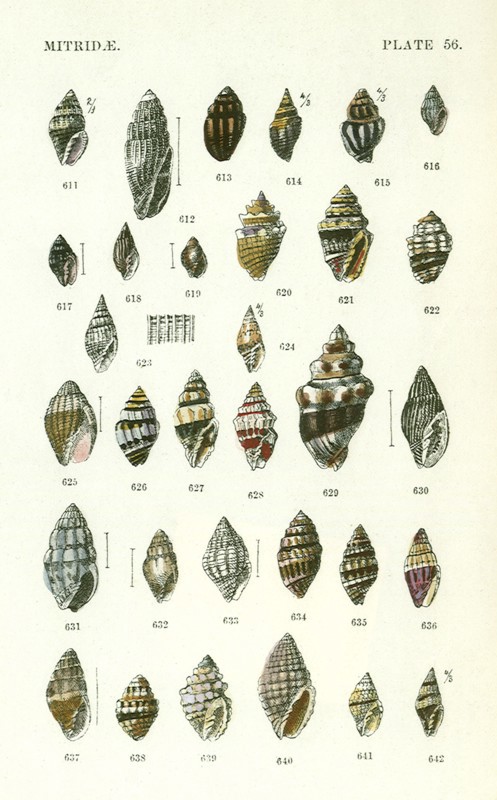Mitridae