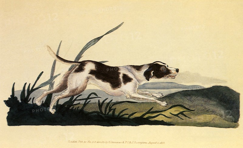 Domestic Dog, Canis familiaris