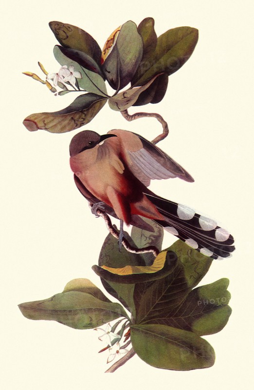 Mangrove Cuckoo