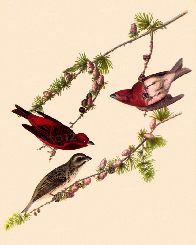 Purple Finches