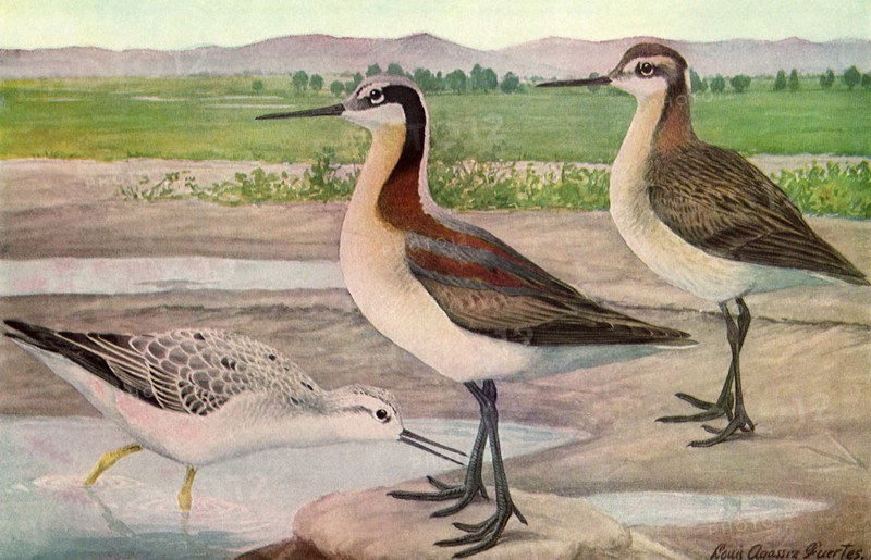 Wilson's Phalarope