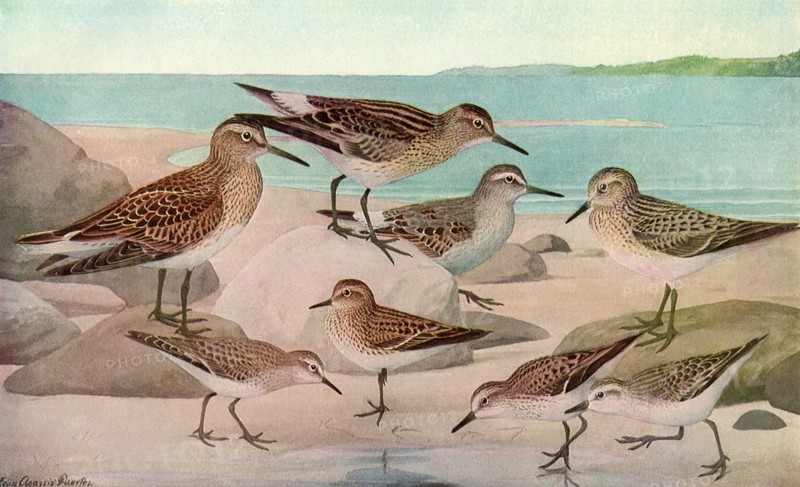 Sandpipers