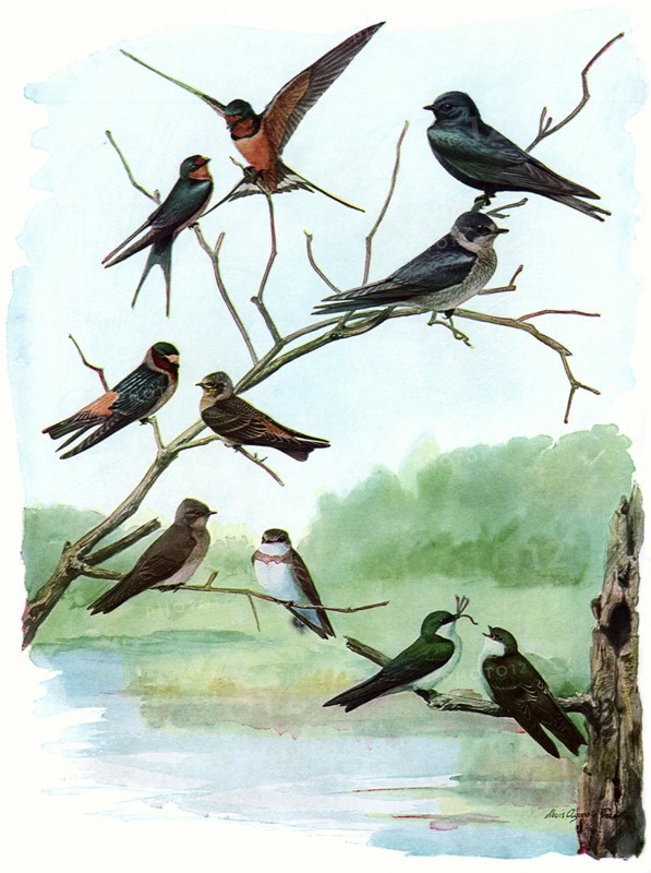Swallows and Martin