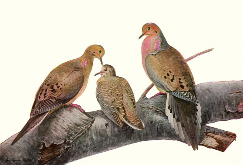 Mourning Doves