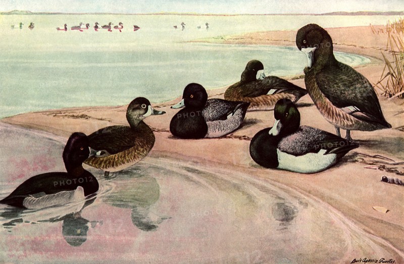 Beach Ducks