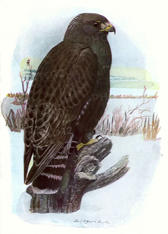 Rough-Legged Hawk