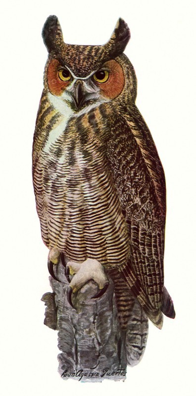 Great Horned Owl