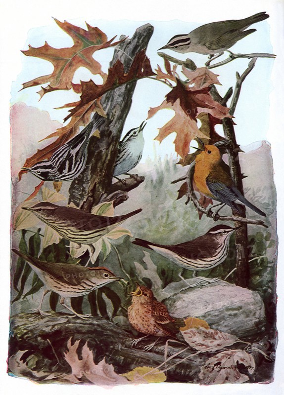 Fall Birds