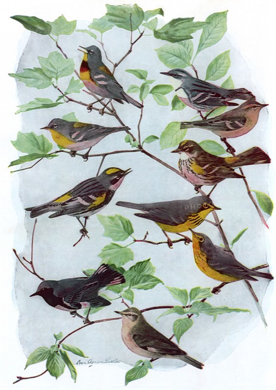 Male, Female Warblers