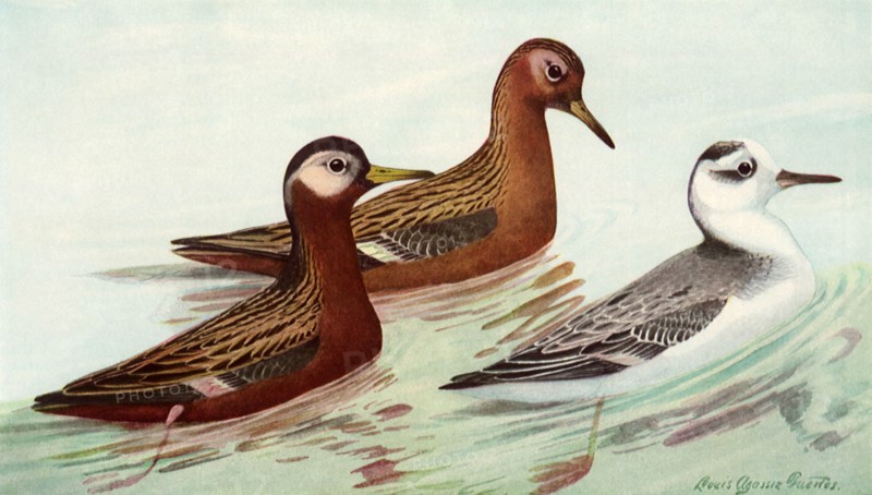 Red Phalarope