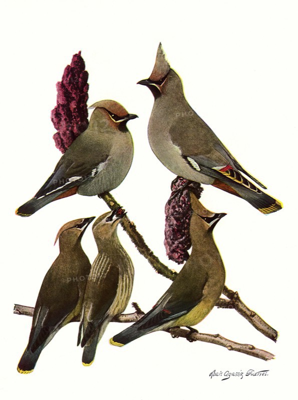 Waxwings