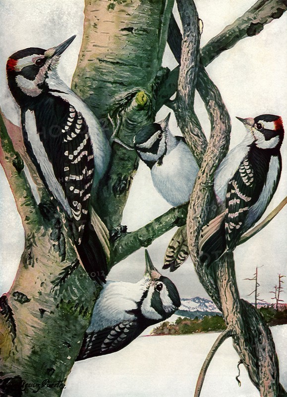 Woodpeckers