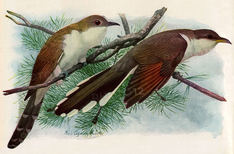 Cuckoos