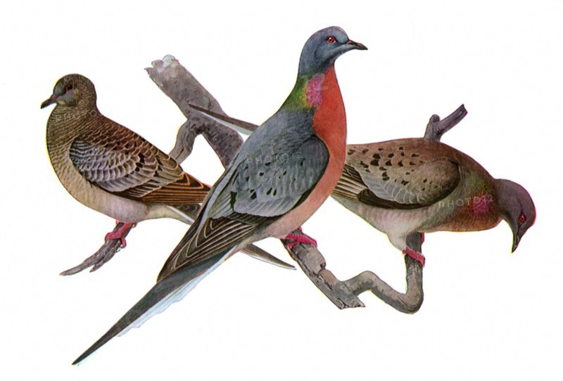 Passenger Pigeons