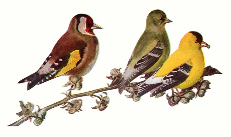 Goldfinches