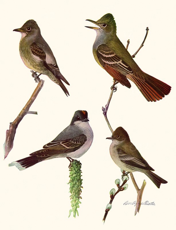 Perched Birds