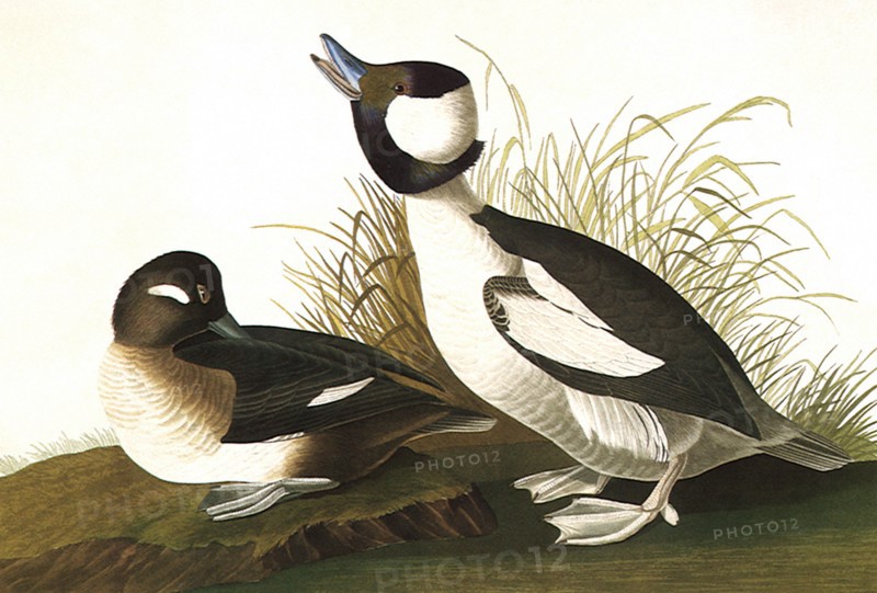 Buffel-Headed Ducks