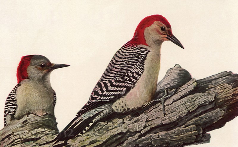 Red-Bellied Woodpeckers