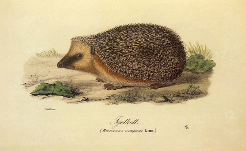 Hedgehog, Erinaceus europaeus