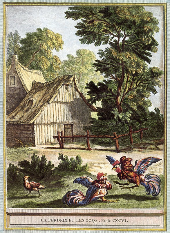 Partridge and Roosters