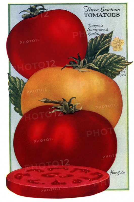 Three Tomatoes