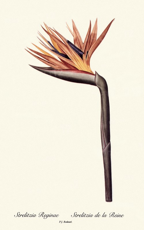 Strelitzia Reginae, Strelitzia de la Reine