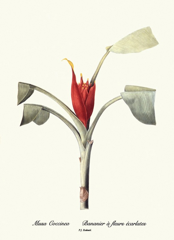 Musa Coccinea, Bananier à fleurs écarlates