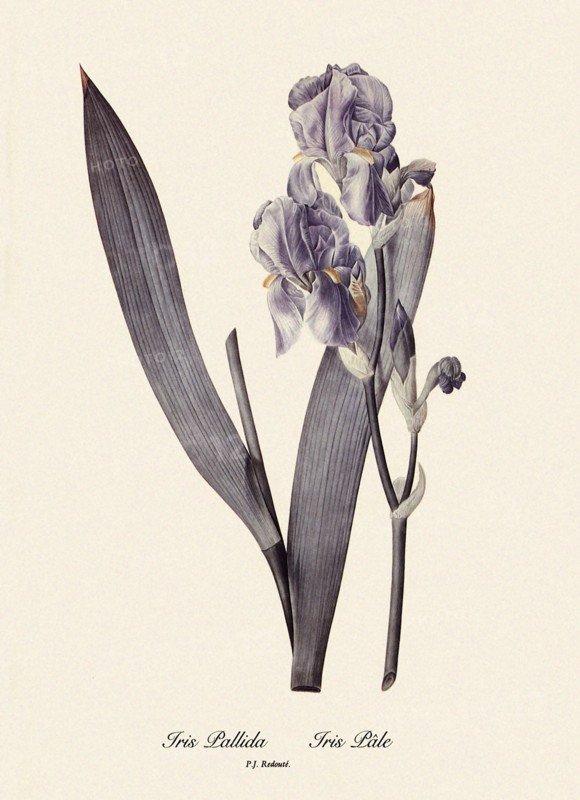 Iris Pallida, Iris Pâle