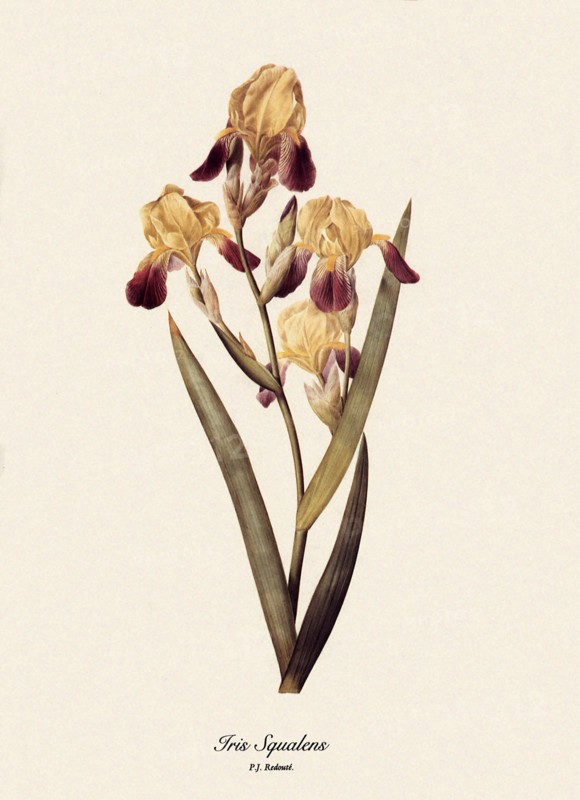 Iris Squalens